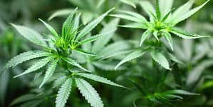 cannabis